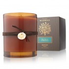 Thymes Blue Spruce and Elderberry Candle